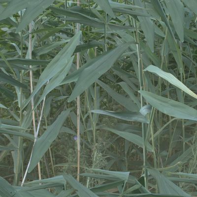 Реалистичный бесшовный камуфляж из камыша