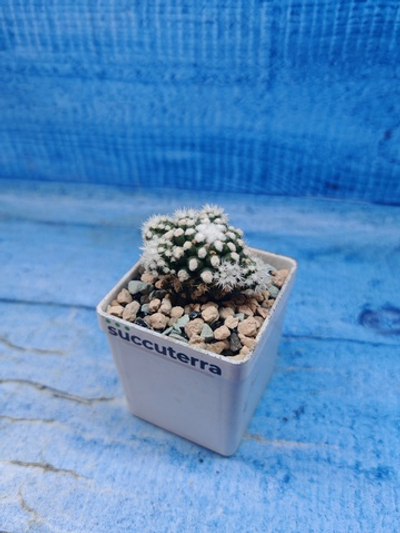 Mammillaria Arizona Snowcap (Маммиллярия)