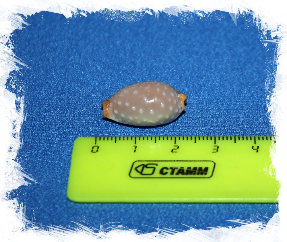 Ципрея лимацина (Cyprea limacina)