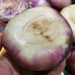 Репа Исконная Русская Сладкая