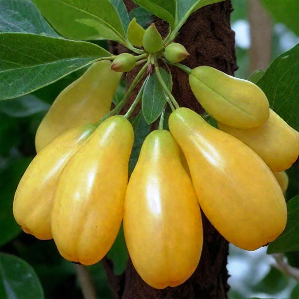 Кизил Янтарный