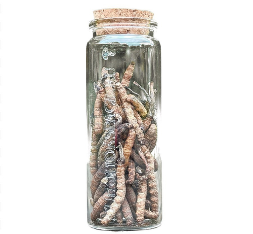 Кордицепс Синенсис (10 гр)