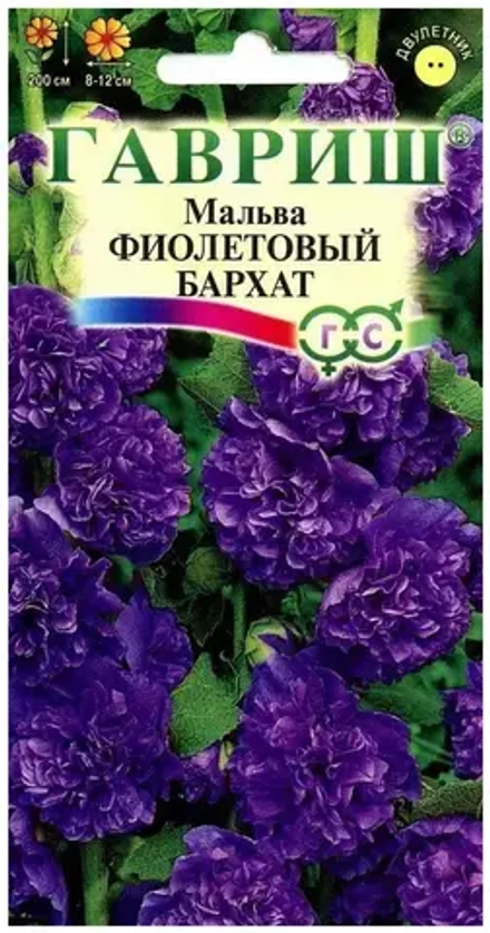 Мальва Фиолетовый бархат