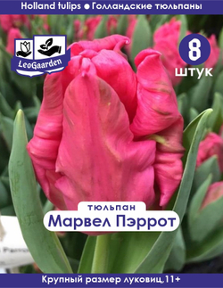 Тюльпан Луковица, Марвел Пэррот, 8шт