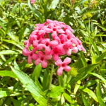 Арахнотрикс белолистный – Arachnothryx leucophylla