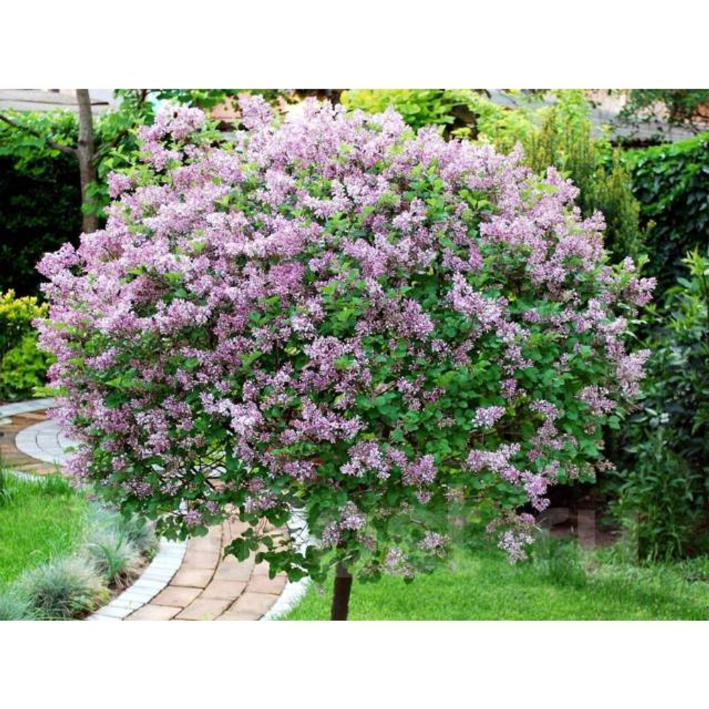 Сирень мейера Палибин штамб Закупка М66 апрель 2026