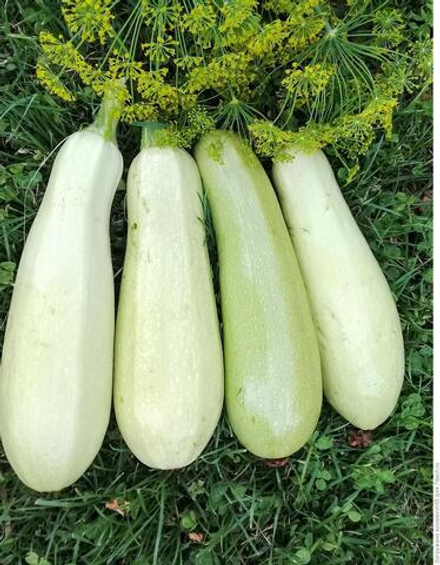 Кабачок Грибовские белоплодный 2г Ц Гавриш