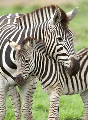 Puzzle Zebra Love