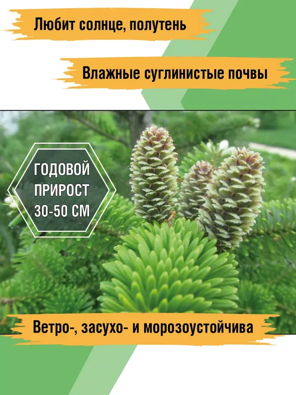 Саженец Пихта сибирская