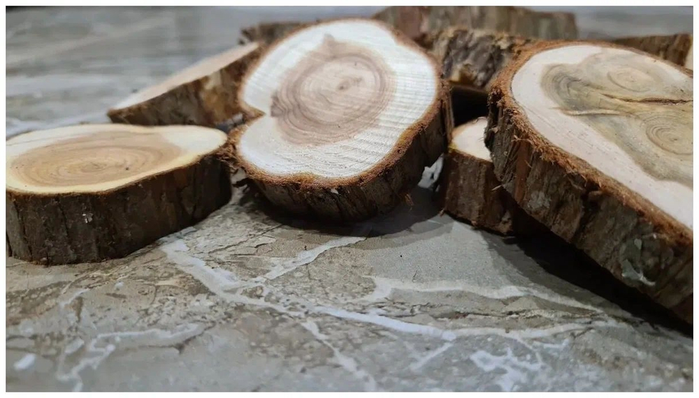 Можевельник спилы 4 шт диаметр 3-5см