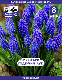 Мускари (Гадючий лук), 8 шт