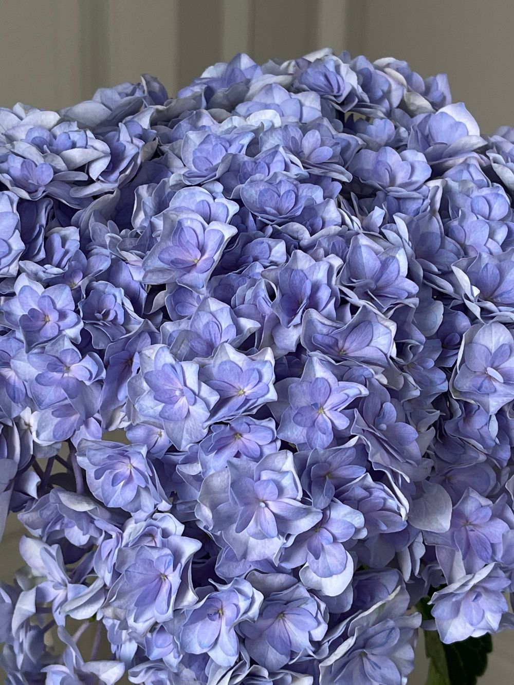 Гортензия в фиолетовом оттенке