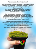 Мшанка Лайм Мосс шиловидная ирландский мох