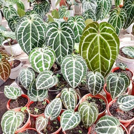 Антуриум CRYSTALLINUM MINAHASA