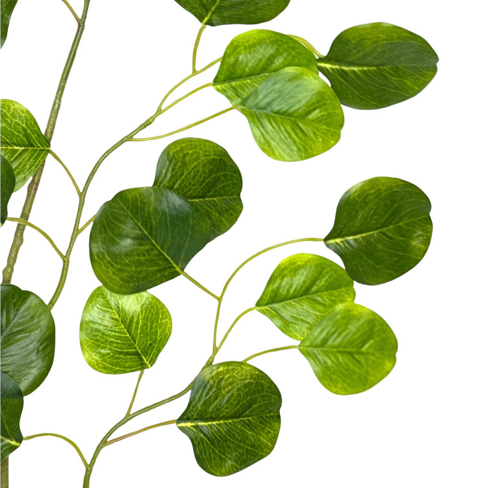 Эвкалипт популус ветка 75 см