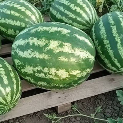 Ау Продюсер ПВП семена арбуза (ПОИСК)