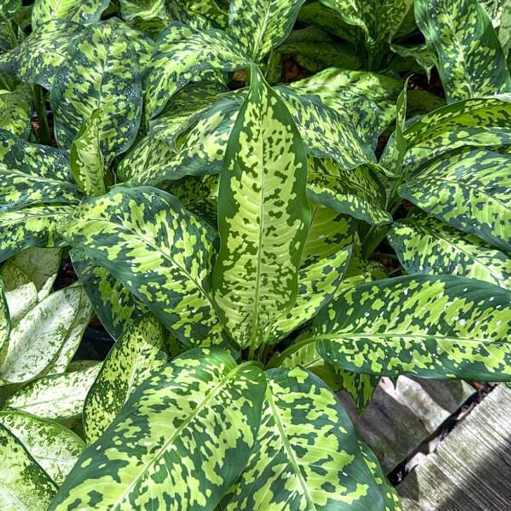 Диффенбахия CHEETAH/QUEEN OF THREE COLOURS