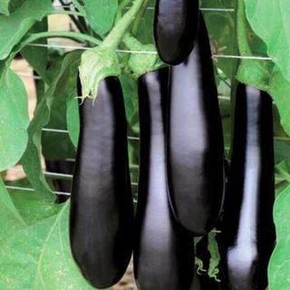 Баклажан Каратая F1 (1000 семян)