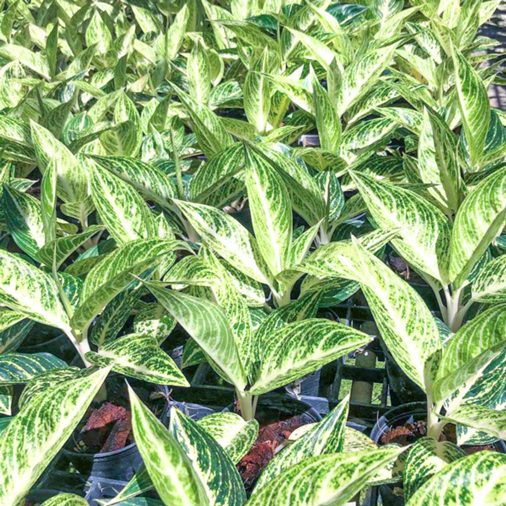 Аглаонема WHITE LEGACY