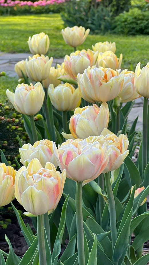 Тюльпан Фокси Фокстрот Закупка М78 сентябрь 2026