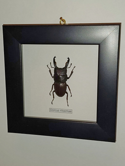 Жук Рогач Dorcus ritsemae в рамке