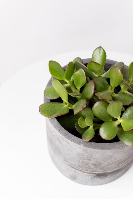 Декоративно-лиственные растения | KRAPIVA