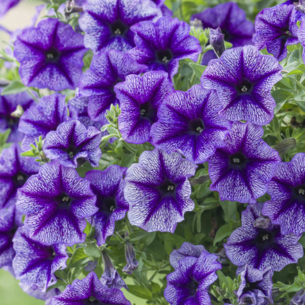 ЕВРО Петуния Designer Royal Lace укорененный черенок ОКС февраль 26 Cohen