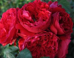 Флорентина (Florentina)