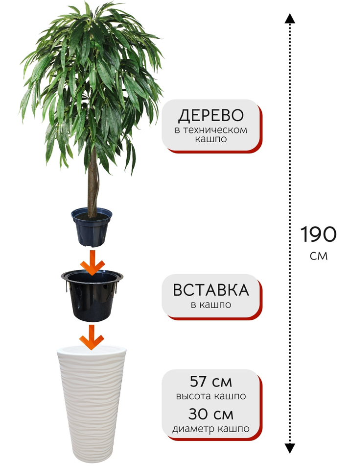 Искусственное дерево Фикус Лонгифолия 190 см в высоком круглом белом кашпо