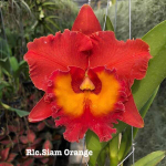 Орхидея ринхолелиокаттлея RLC. SIAM ORANGE