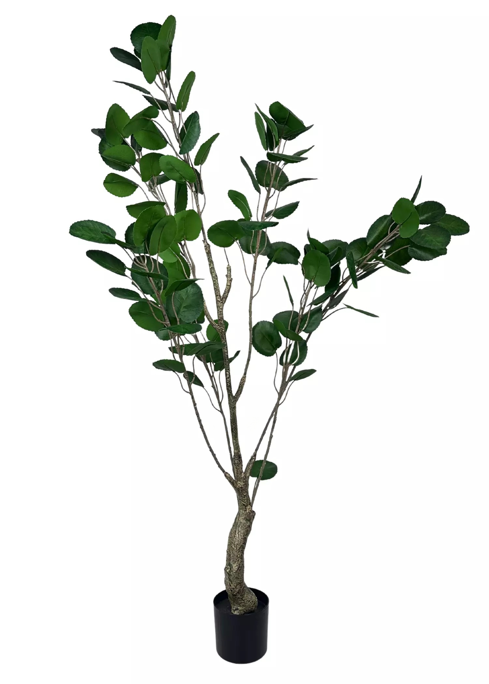 Аралия Фабиан 180см