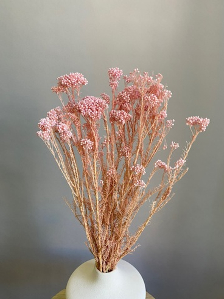 Озотамнус стабилизированный выбеленно-розовый