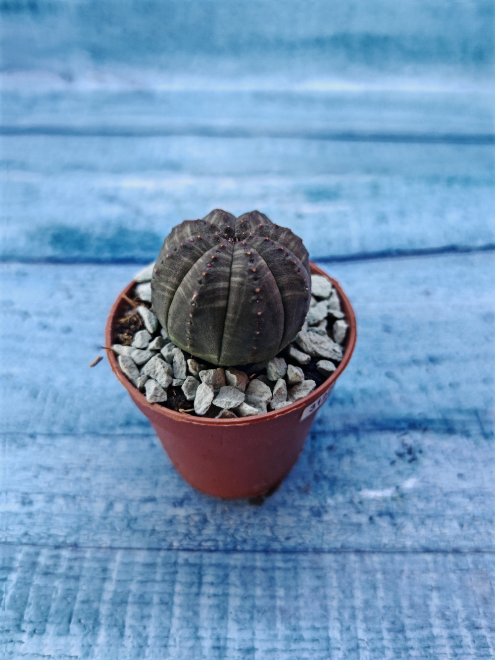 Суккулент Euphorbia Obesa (Эуфорбия)