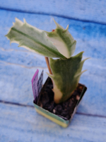 Schlumbergera cv. Madam Butterfly f. variegata (Шлюмбергера)