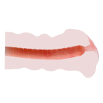 Мастурбатор Сладкая Акими без вибрации (Цвет: телесный)