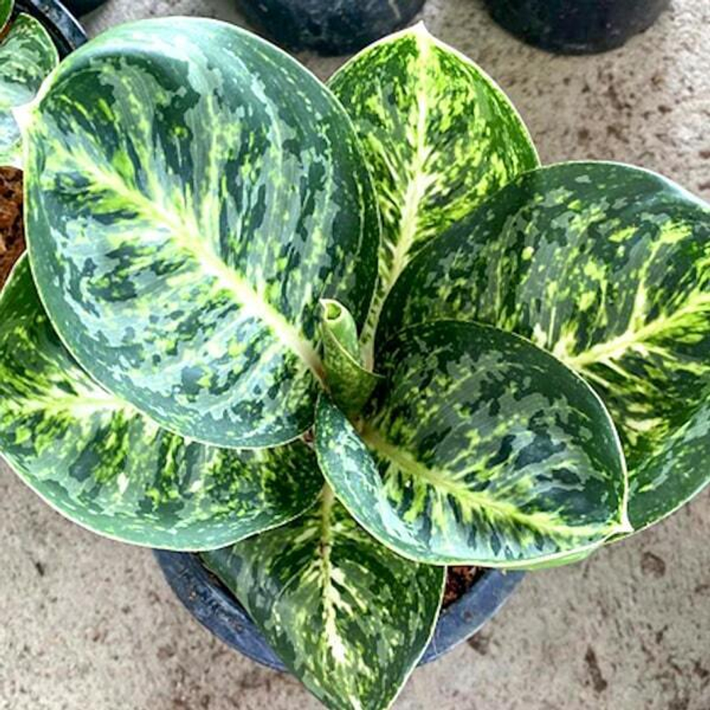 Аглаонема SIAM CONFLEX / GREEN PAPUMA