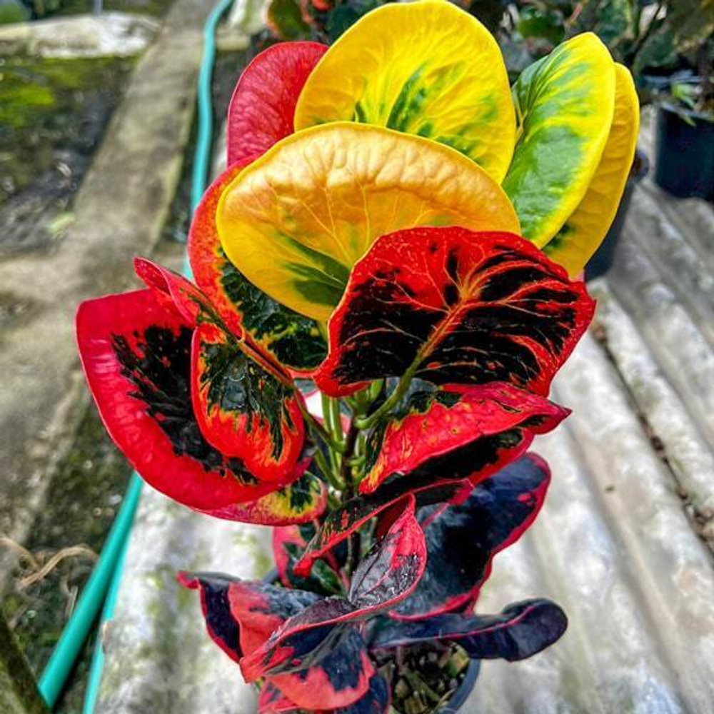 Кротон HUA JAI THOTSAGAN