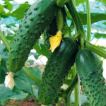 Меренга F1 семена огурца партенокарпического (Seminis / Семинис)