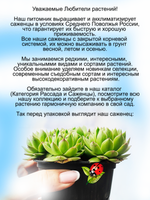 Молодило Шароносное матовое каменная роза