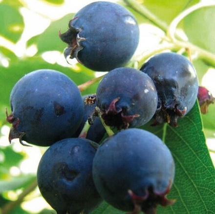 Ирга Тиссен