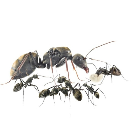 Муравьи Camponotus parius (Реактивный муравей)