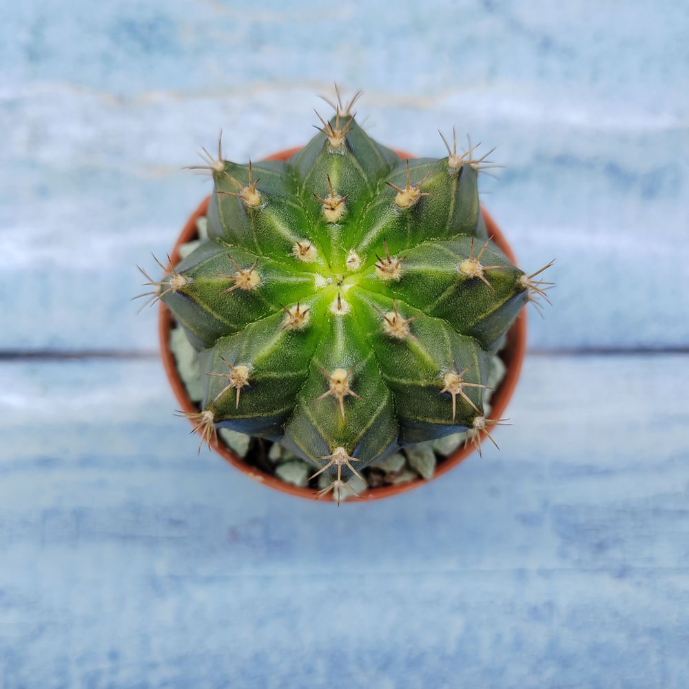 Gymnocalycium Friedrichii (Гимнокалициум)