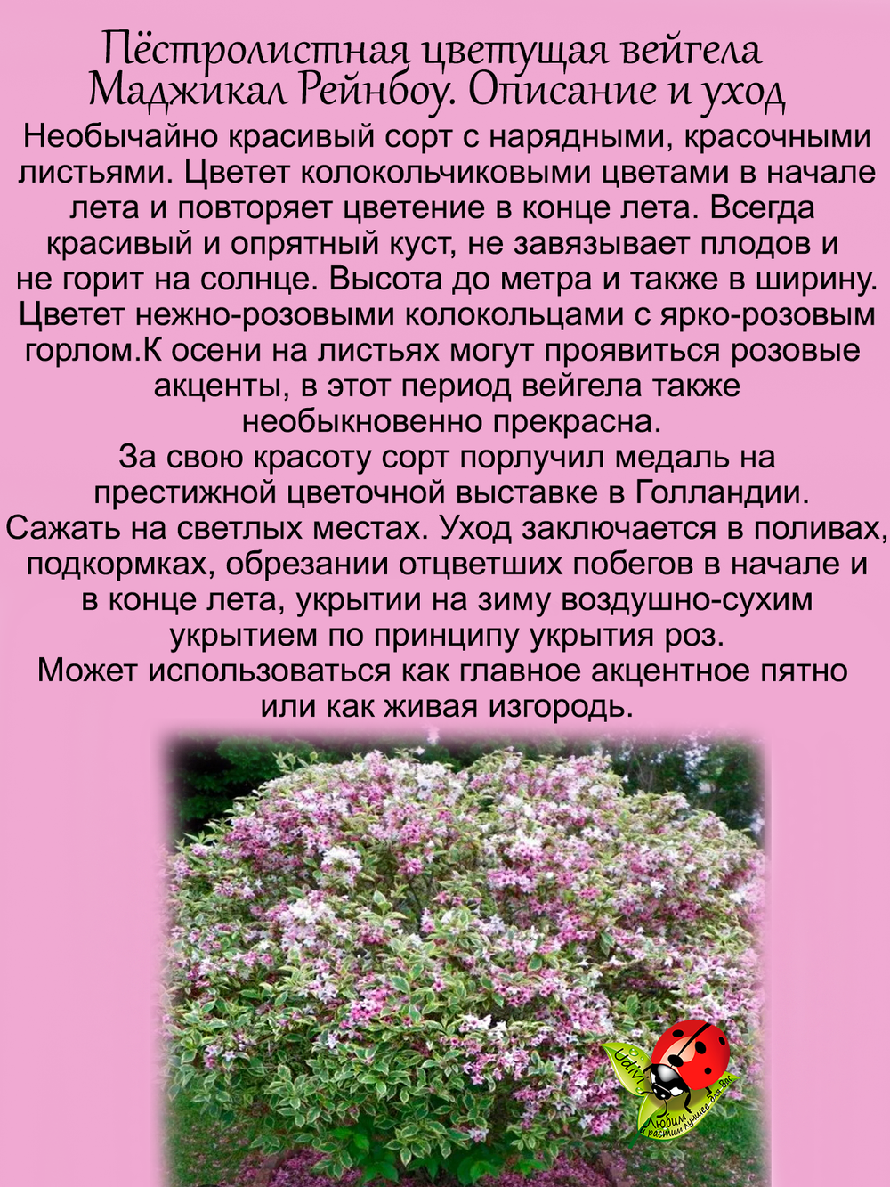 Вейгела Мэджикал Рейнбоу