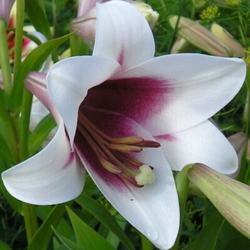 Лилия Трубчатая Триумфатор