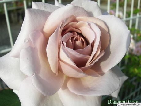 Даймонд Грей (Diamond Gray)