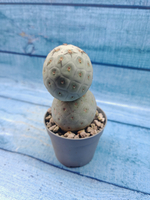 Tephrocactus Geometricus (Тефрокактус)