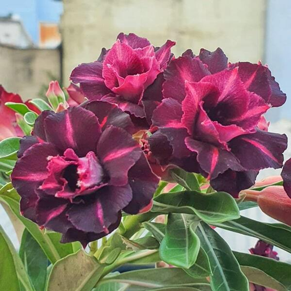 Адениум ANGELA