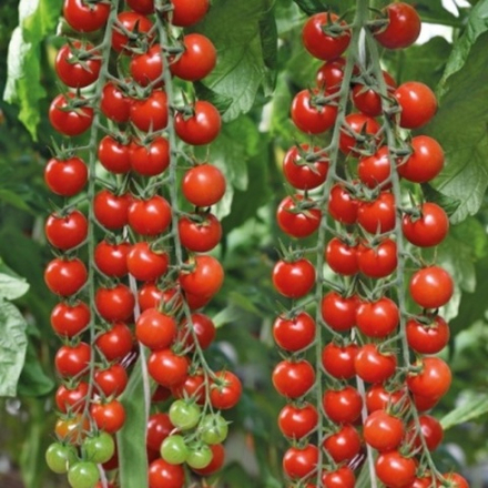 Томат Терек F1