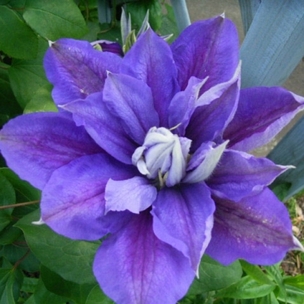 Клематис Бьюти оф Ворчестер