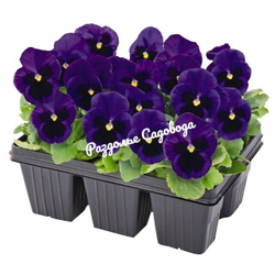 Виола F1 крупноцветковая (цена за 6 штук)